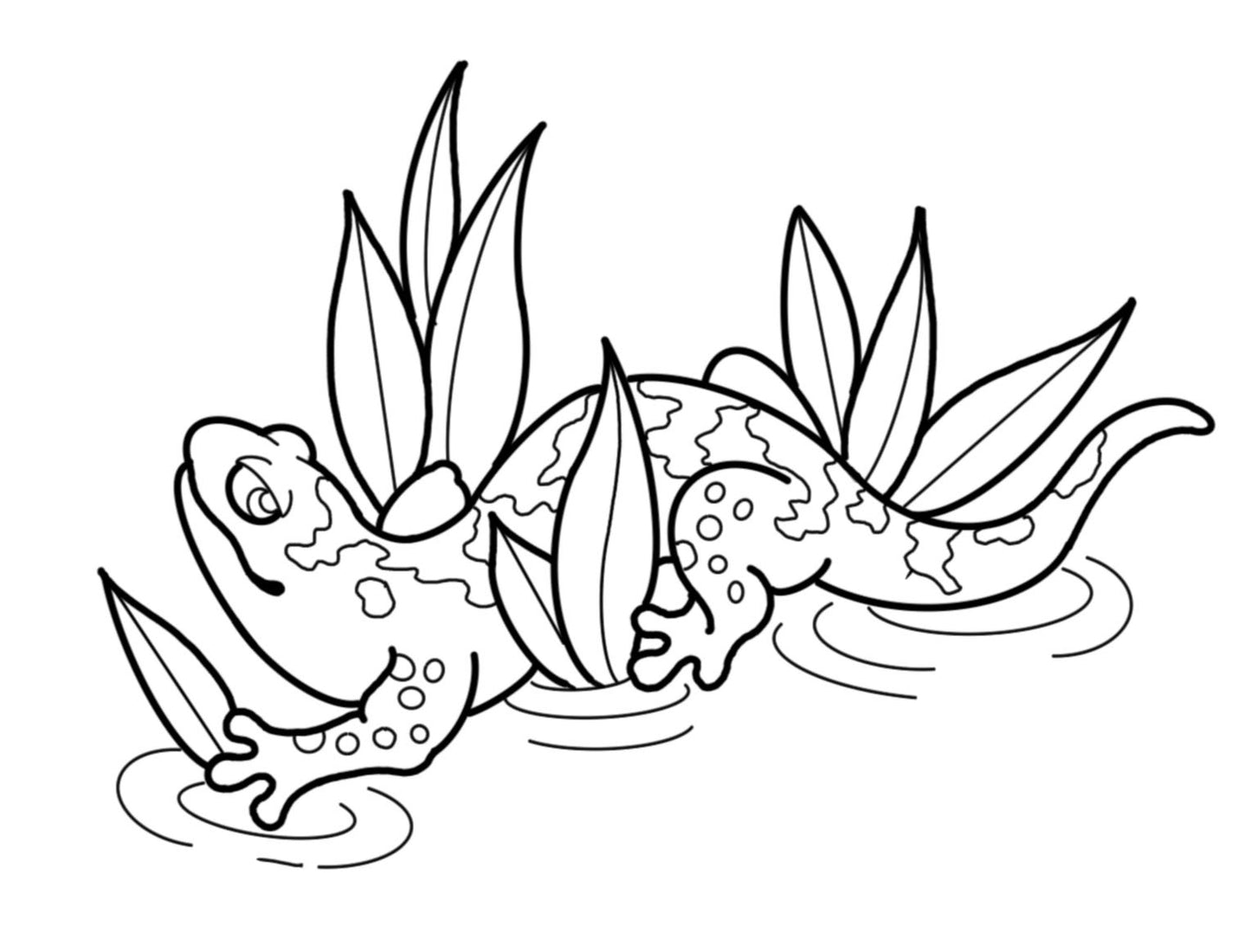 Sexy Salamander